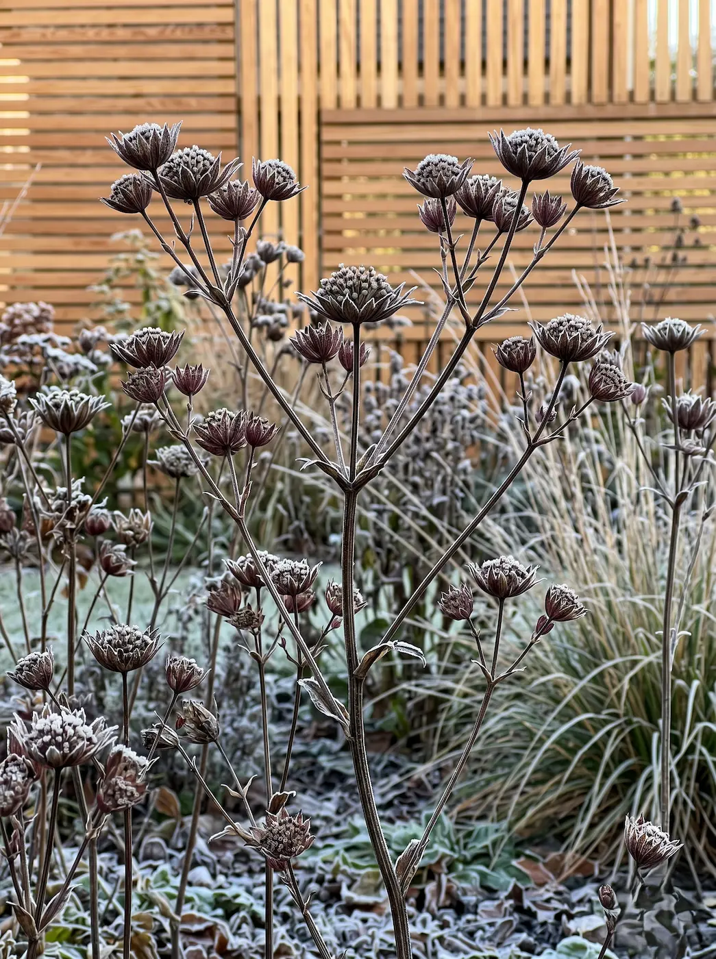 Esqueletos florales secos de Astrantia major cubiertos de escarcha invernal con lamas de madera noble al fondo