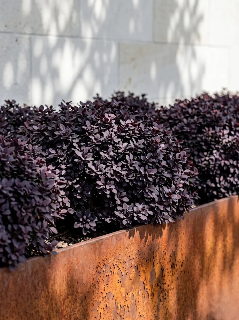 Berberis thunbergii'Atropurpurea Nana' junto a un borde de acero corten texturizado frente a un muro de piedra caliza.
