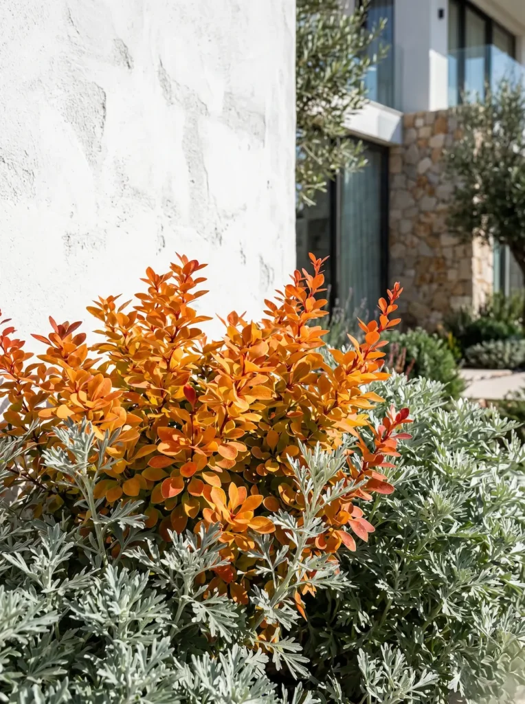 Berberis thunbergii'Orange Sunrise' de follaje naranja vibrante junto a una Artemisia plateada frente a un muro de cal blanca.