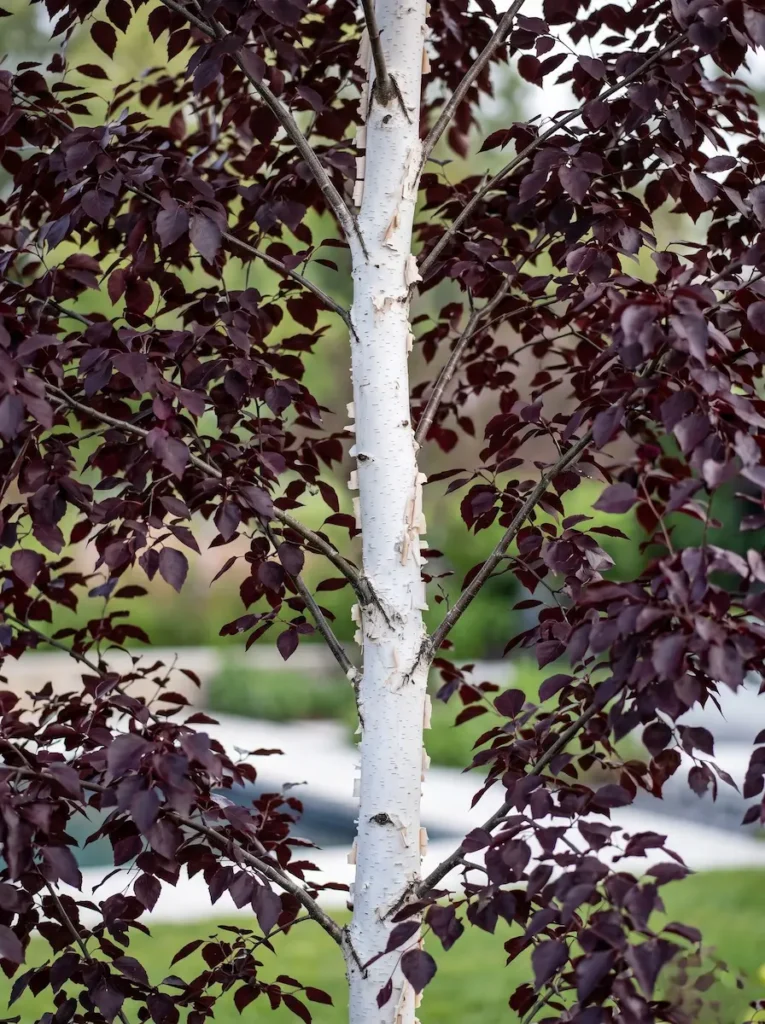Detalle botánico en plano medio del denso follaje púrpura oscuro y la inconfundible corteza blanca exfoliante de un Betula 'Crimson Frost' vivo, en un entorno de diseño cuidado.