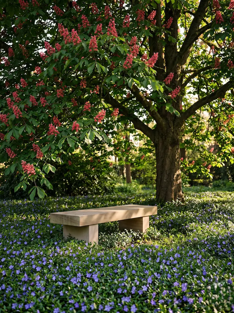 Zona de descanso bajo un Aesculus x carnea 'Briotii', un nexo vegetal perfecto para reducir el estrés y disfrutar de la biodiversidad.