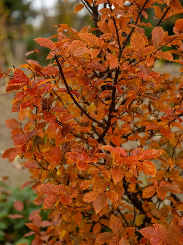 Detalle botánico en plano medio de las hojas nervadas y densas de un Carpinus betulus 'Orange Retz' vivo en pleno tono otoñal, sin ramas peladas a la vista, con un fondo de jardín difuminado.