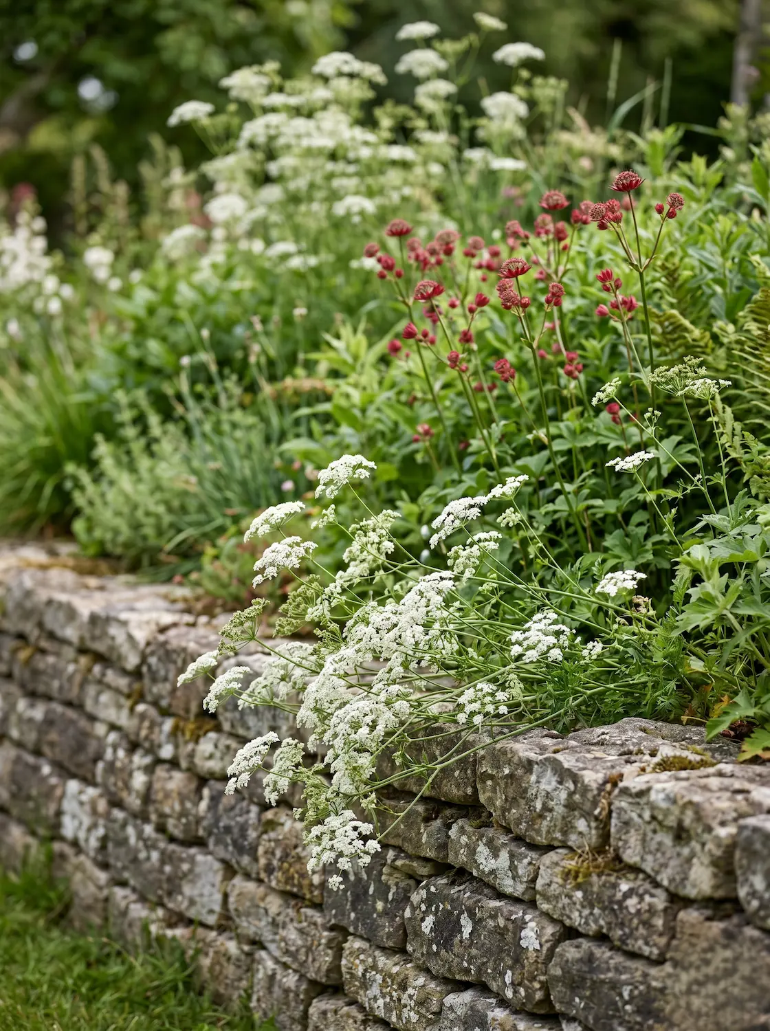 Textura botánica de Anthriscus sylvestris en floración blanca contrastando sobre un muro de mampostería de piedra seca