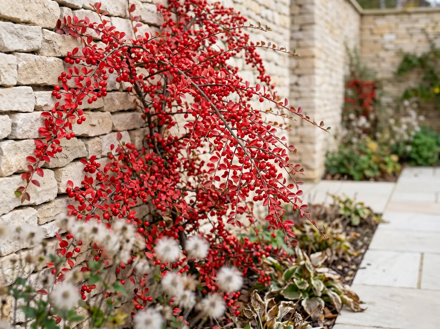 cotoneaster horizontales repleto de bayas en escena invernal sobre fachada de piedra
