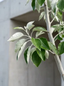detalle de hoja y rama del populus alba una sombra fresca proyectada