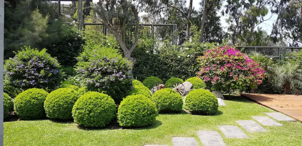Manicured garden with round evergreen shrubs flowering bushes and a wooden deck to the right a wagon wheel centerpiece among rocks