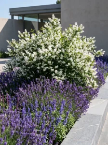 combinación de deutzia con plantas de flor azulada lavanda salvias