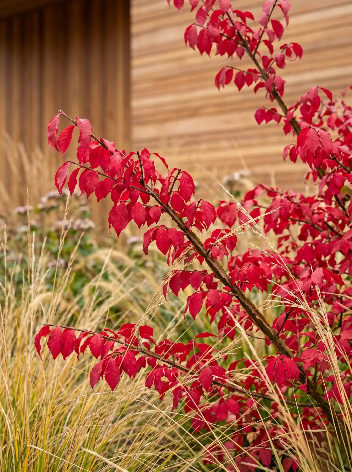 Primer plano arquitectónico de las ramas con alas de corcho y el follaje rojo carmín del Euonymus alatus junto a espigas finas con fondo desenfocado de lamas de madera noble