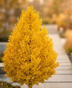 ginkgo blagon en otoño con su porte piramidal y hojas de un dorado vibrante