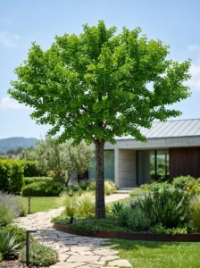 ginkgo biloba globe en jardín con chalet moderno