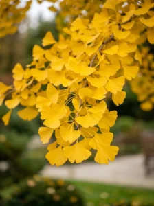 hojas de ginkgo en otoño