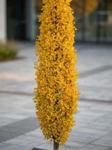 ginkgo biloba menhir en otoño una estructura vertical elegante