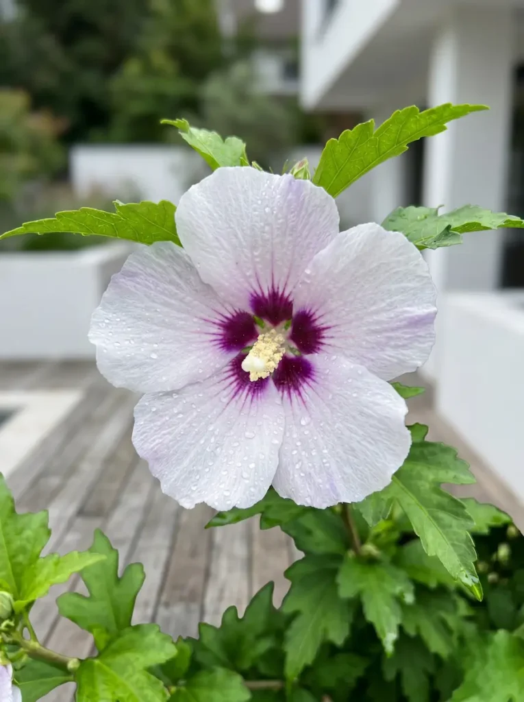 Primer plano medio de flor de Hibiscus syriacus blanca y púrpura con fondo desenfocado
