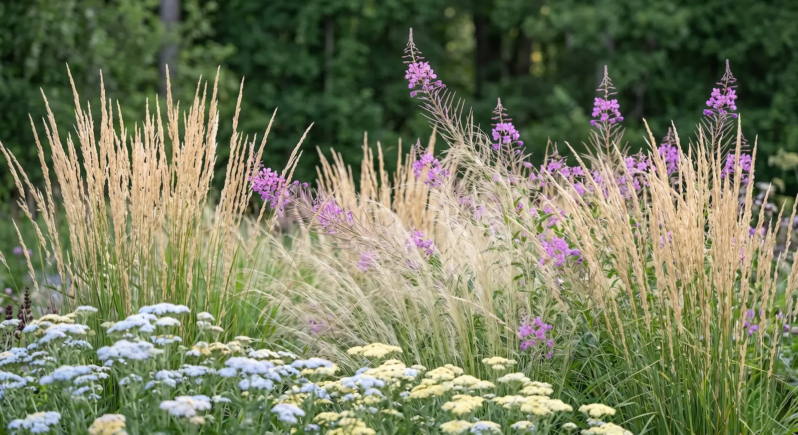 Paisaje de textura fina orquestado con brumas lumínicas de calamagrostis Calamagrostis x acutiflora y toques rosados de adelfilla Epilobium angustifolium destacando sobre una masa forestal oscura