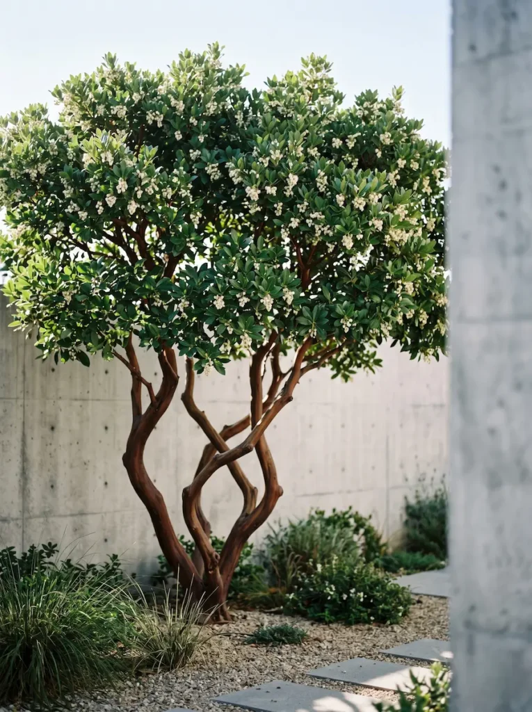 Plano medio de la volumetría orgánica y asimétrica del Madroño (Arbutus unedo) actuando como nexo vegetal junto a un muro de hormigón contemporáneo desenfocado.