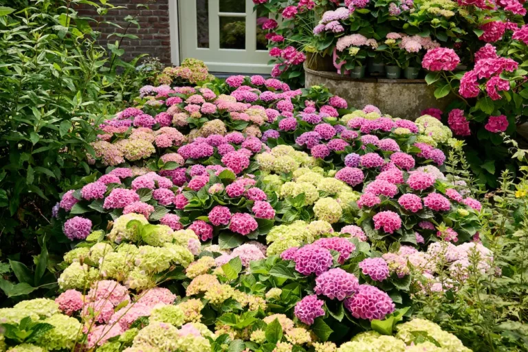 Hydrangea bushes in pink purple and cream bloom along a garden path by a brick house entry with a white door window
