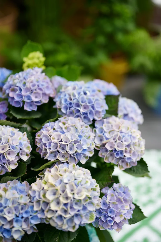magicalrevolutionbluebeautybulbs20231 jardinesconestiloblog detalle de Hydrangea Magical Revolution blue primer plano