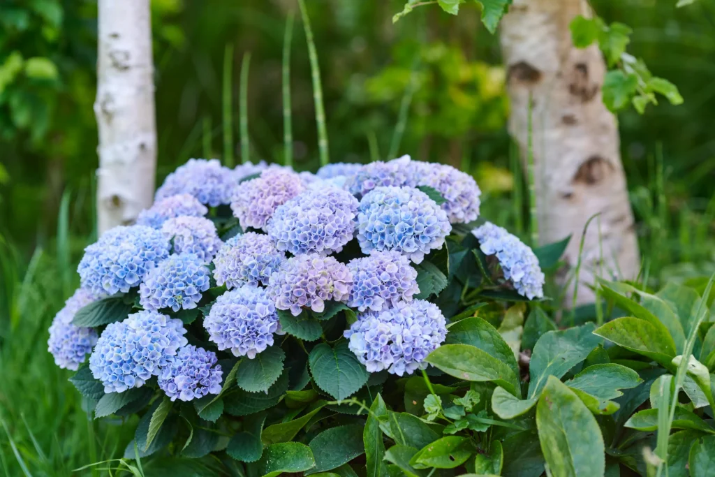 revolutionblue3 jardinesconestiloblog Hydrangea Magical Revolution Blue en macizo a pie de árbol