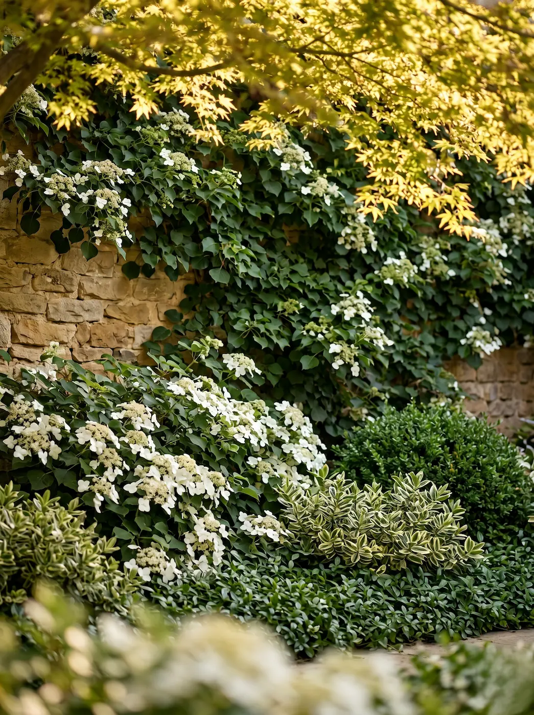 Cerramiento de piedra natural cubierto por la trepadora Hydrangea petiolaris con masas bajas de hortensias Runaway en flor y el follaje ligero de un arce japonés Acer palmatum Katsura filtrando la luz ambiente