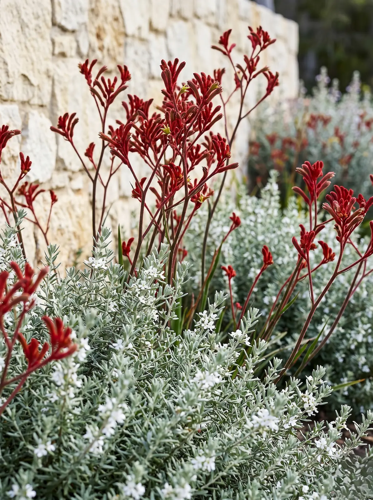 westringia con anigozanthos flavidus en jardín mediterráneo