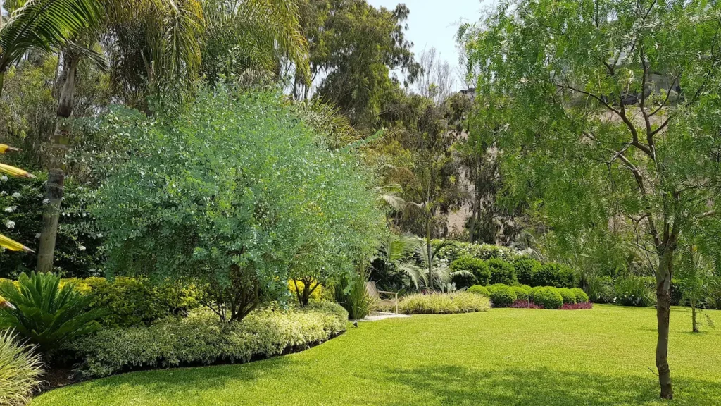 Sunlit garden with a manicured lawn rounded shrubs and tall trees lining the background with a bench tucked among the plants
