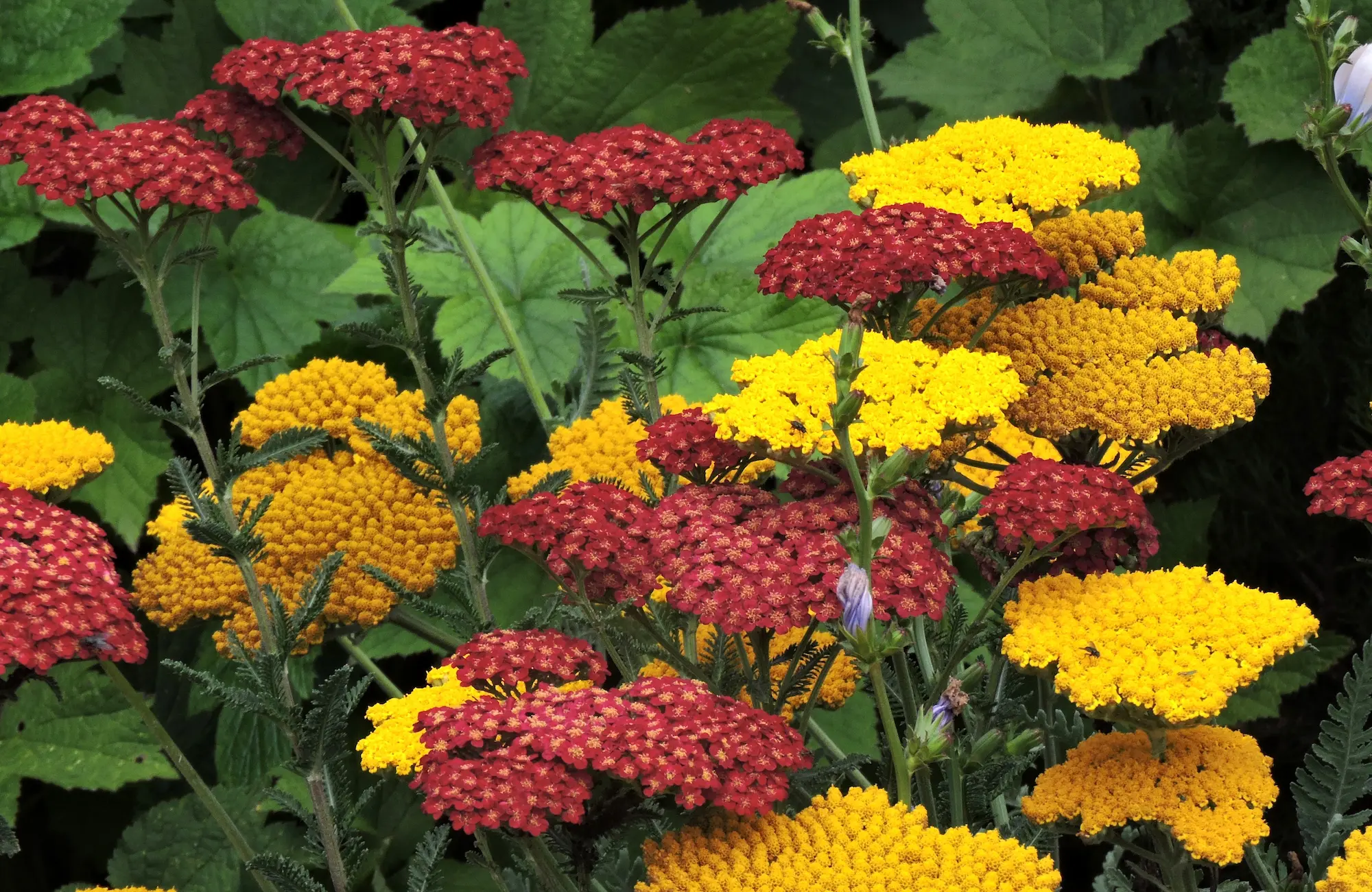 Achillea at its best jardinesconestiloblog Achillea at Its Best Colecciones Botánicas Activos Estratégicos Para La Biodiversidad Global Y La Adaptabilidad Climática