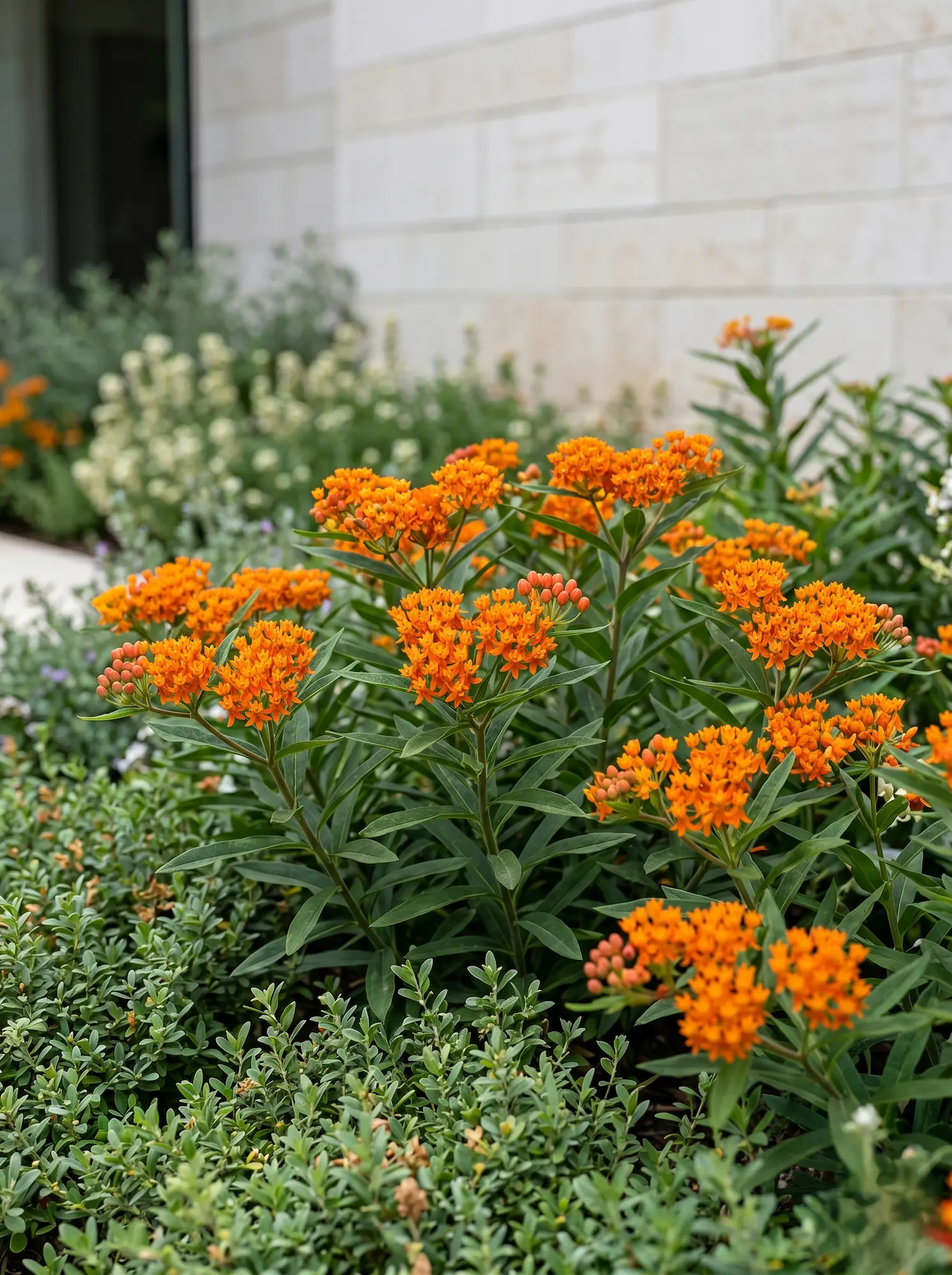 Asclepias Curassavica Apollo Orange El Algodoncillo En El Diseño Exterior Atracción Biológica Y Rigor Estructural'Apollo Orange' en un contexto residencial con muro de piedra caliza.