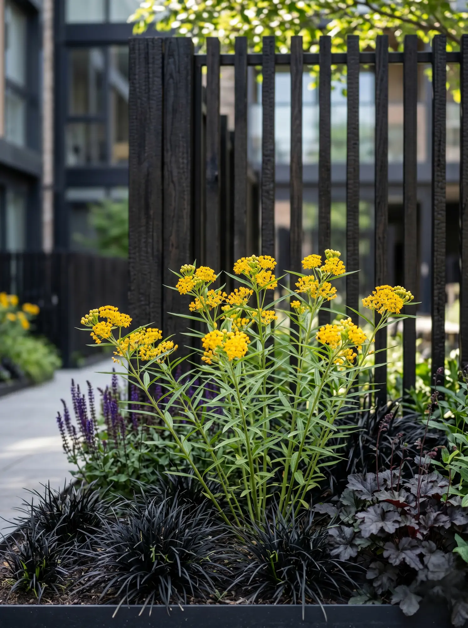 Asclepias Curassavica Silky Gold El Algodoncillo En El Diseño Exterior Atracción Biológica Y Rigor Estructural'Silky Gold', con un cerramiento de madera termotratada al fondo.