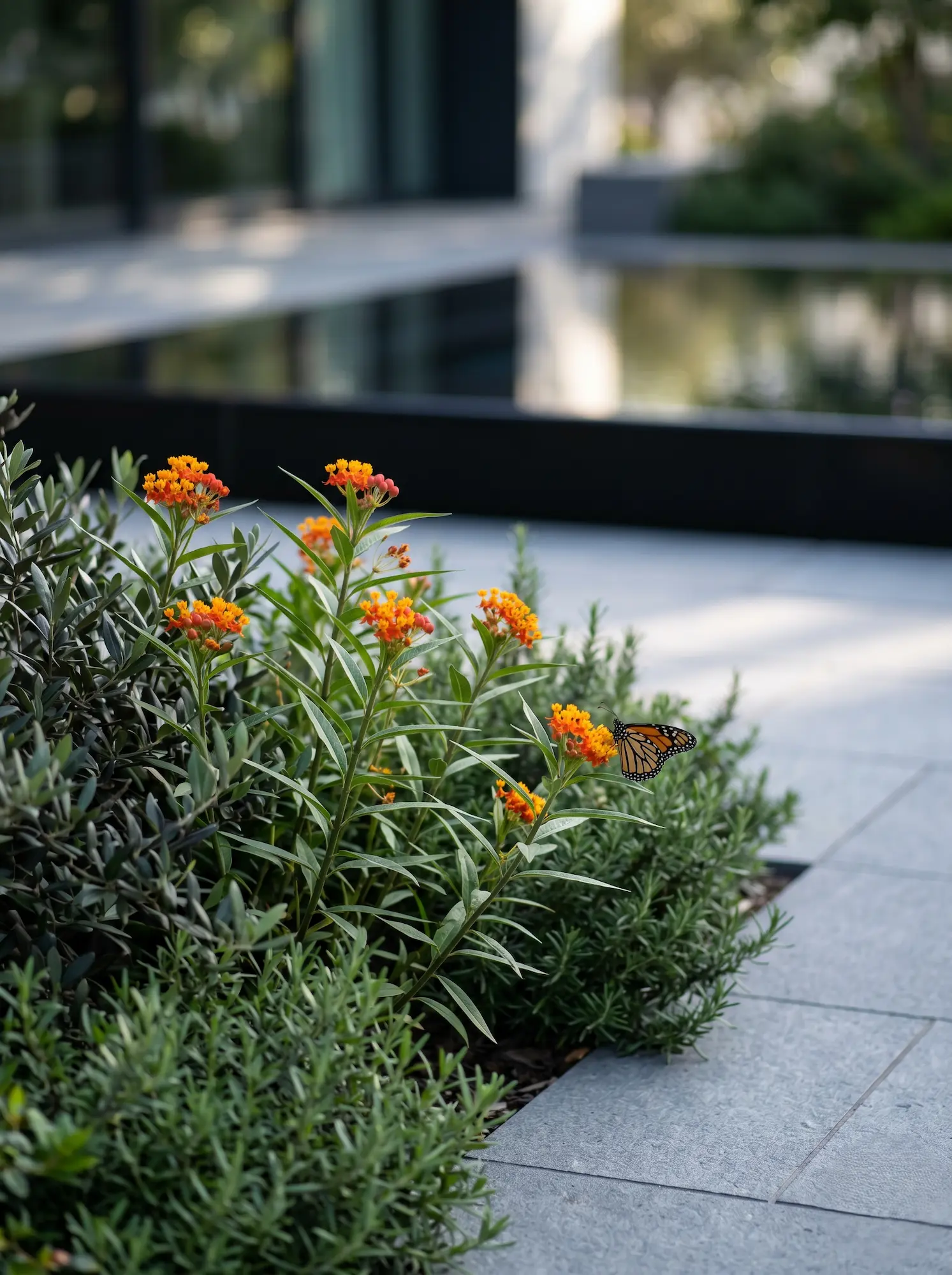 Asclepias Curassavica La Biodiversidad Estructural Refugios Nectaríferos En El Diseño Exterior
