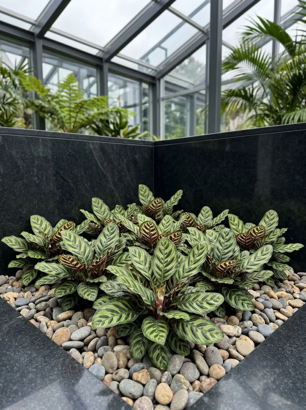 Calathea makoyana jardinesconestiloblog Calathea Makoyana Interiorismo Paisajístico Tropical Creando Un Rincón Selvático En Tu Salón O Invernadero