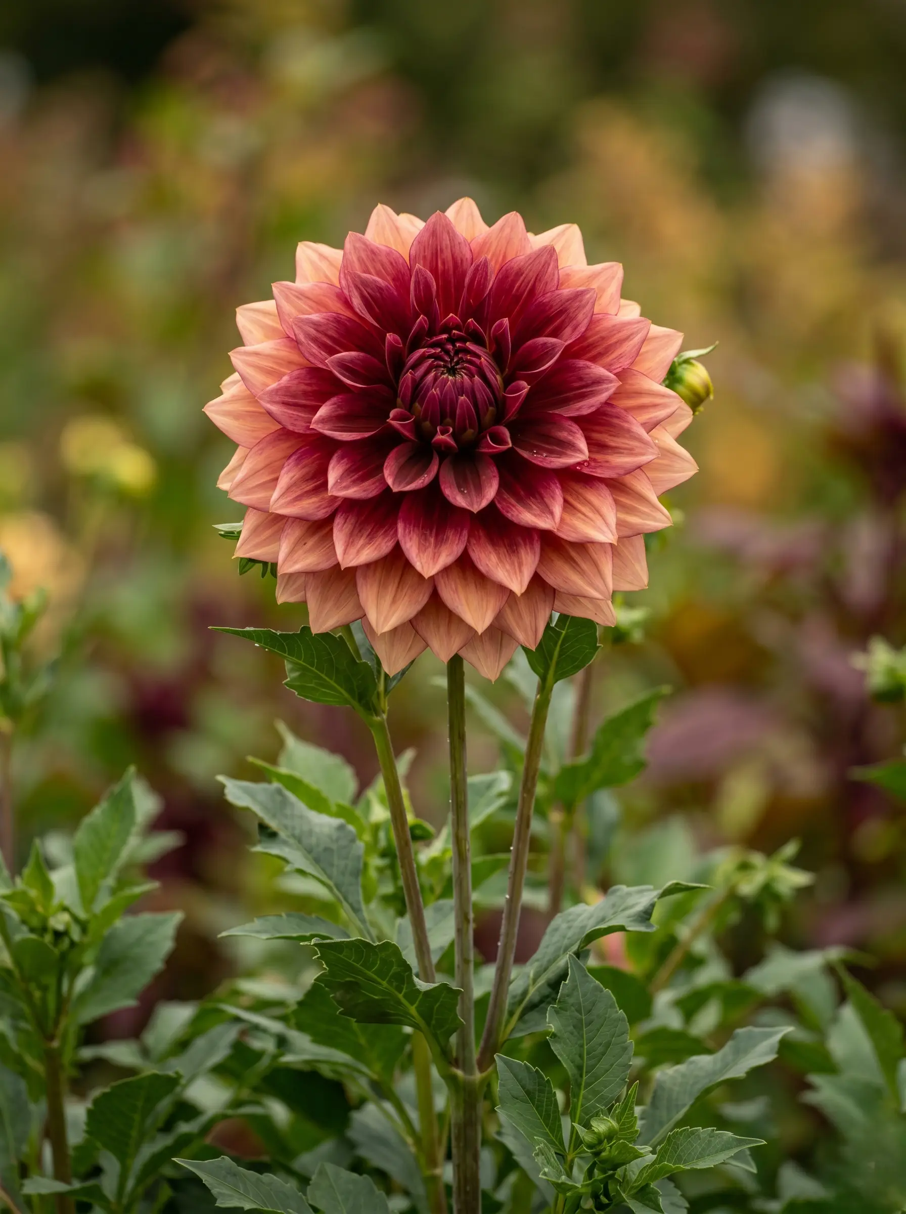 Dahlia Del Jardín Al Jarrón 10 Plantas Imprescindibles Para Llenar Tu Casa De Flores
