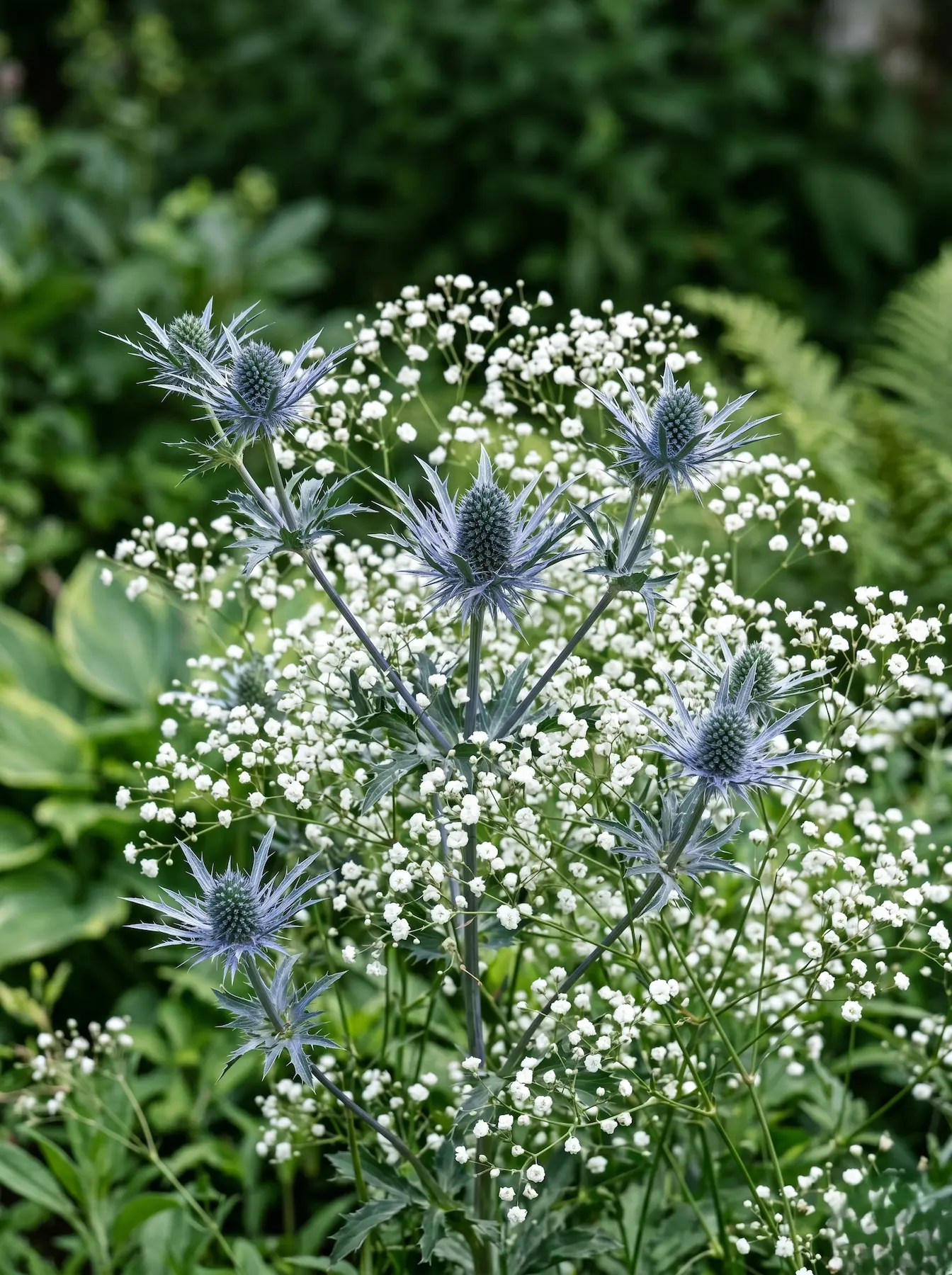 Eryngium Planum Del Jardín Al Jarrón 10 Plantas Imprescindibles Para Llenar Tu Casa De Flores