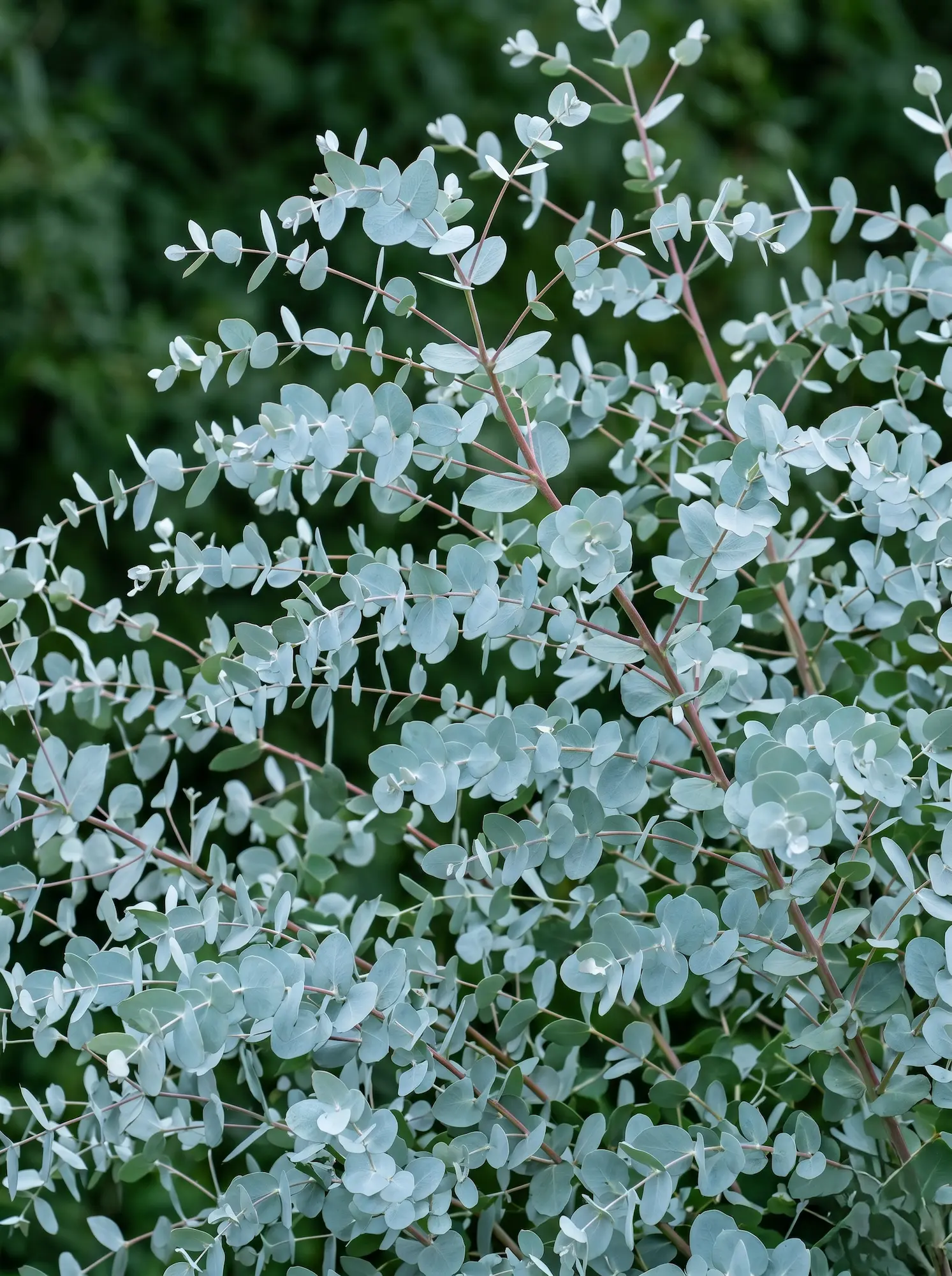 Eucalyptus Gunnii Del Jardín Al Jarrón 10 Plantas Imprescindibles Para Llenar Tu Casa De Flores