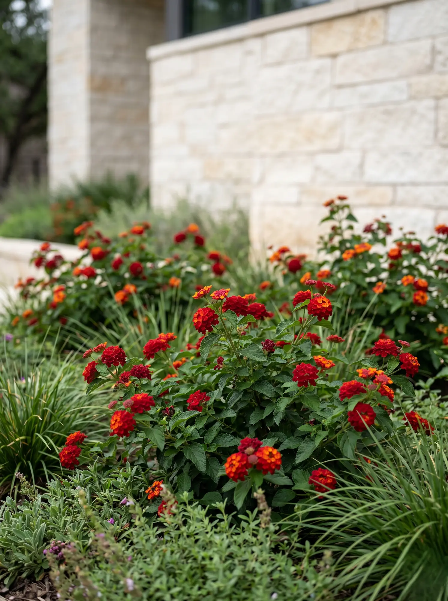 Lantana Camara Dallas Red La Lantana En El Diseño Exterior Tensión Cromática Y Rigor Botánico'Dallas Red' en un contexto residencial con muro de piedra caliza.