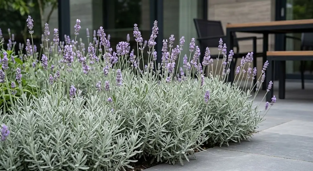 Lavandula pinnata | jardinesconestiloblog Lavandula Pinnata 10 Variedades De Lavanda Para El Diseño De Jardines Y Terrazas