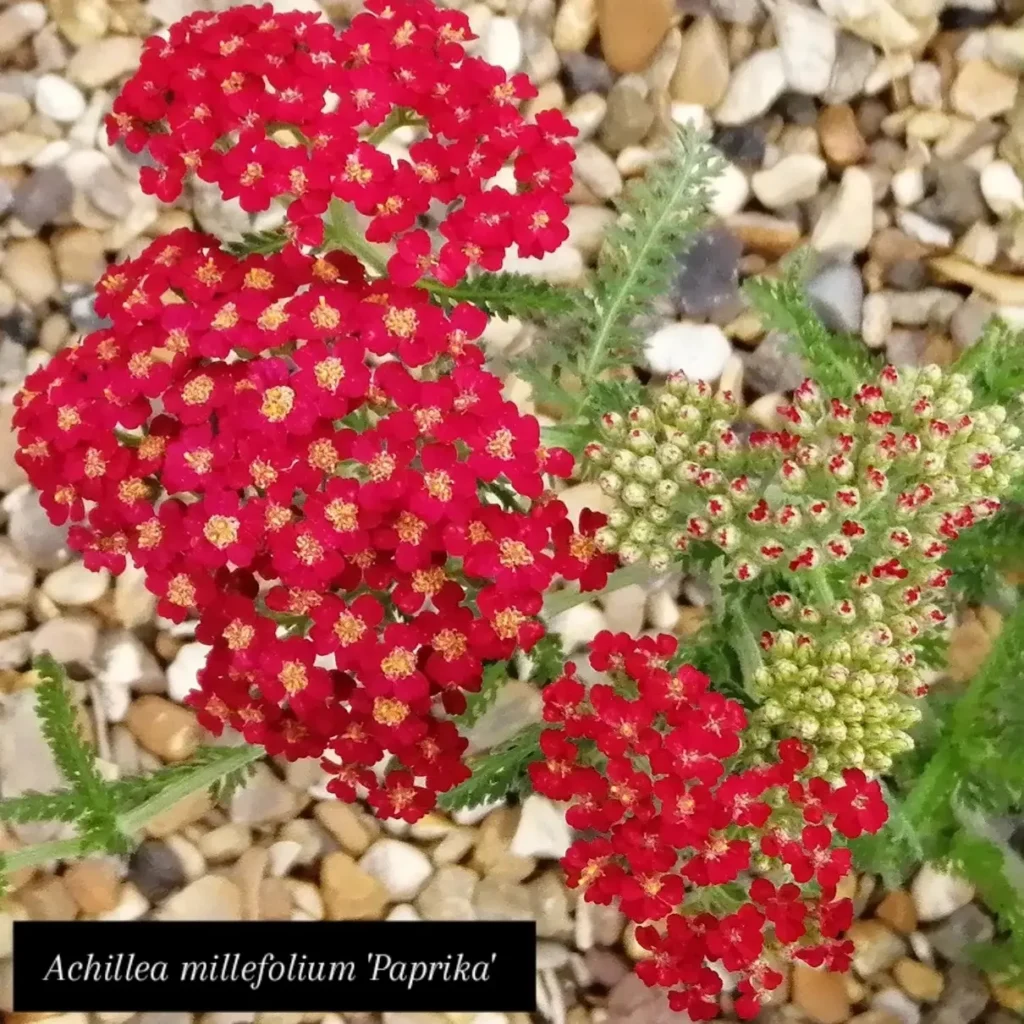 Paprika jardinesconestiloblog Paprika Colecciones Botánicas Activos Estratégicos Para La Biodiversidad Global Y La Adaptabilidad Climática