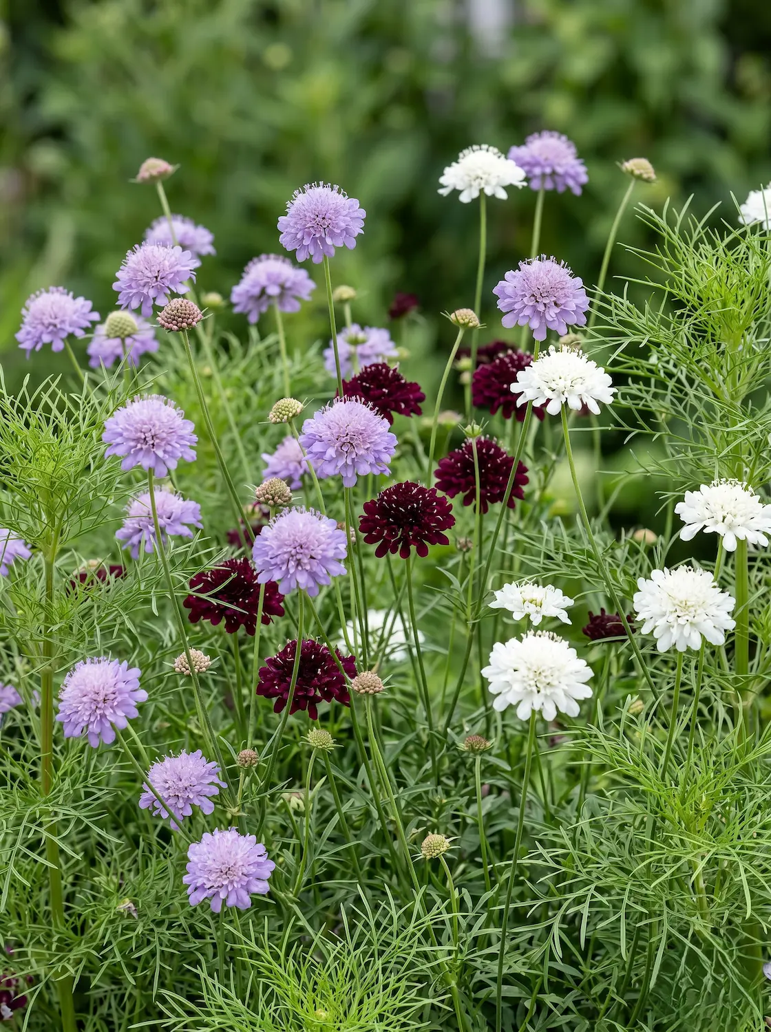 Scabiosa Atropurpurea Del Jardín Al Jarrón 10 Plantas Imprescindibles Para Llenar Tu Casa De Flores
