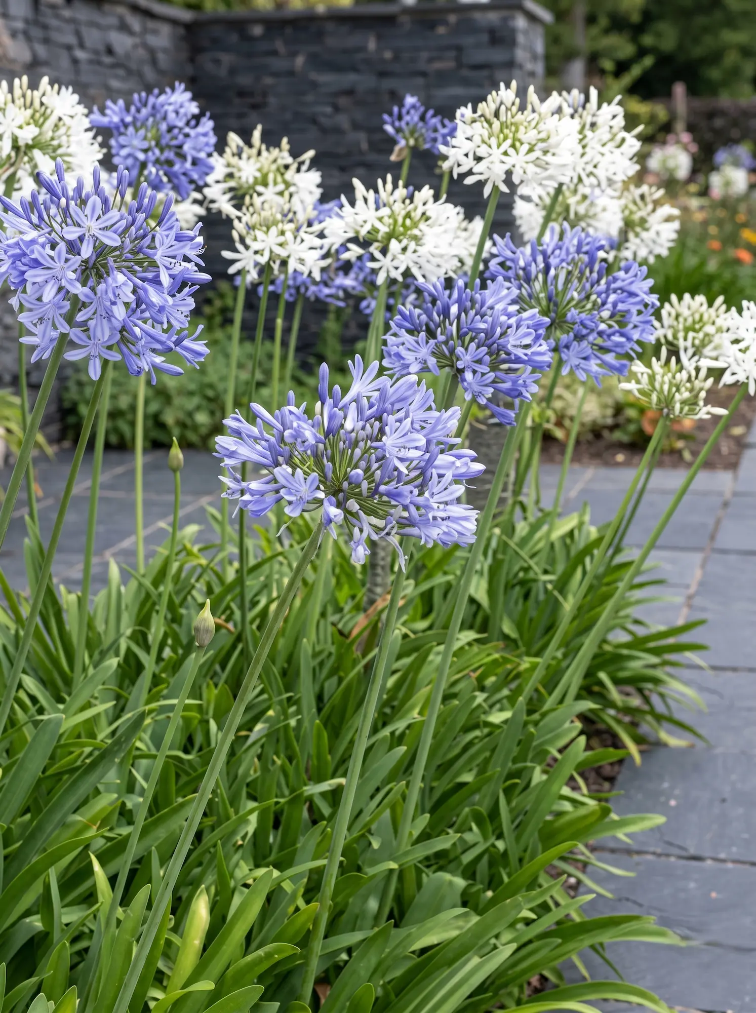 agapanthus grupo detalle jardinesconestiloblog Agapanthus Grupo Detalle 5 Plantas Con Flores Espectaculares Que Sobreviven Al Verano Mediterráneo