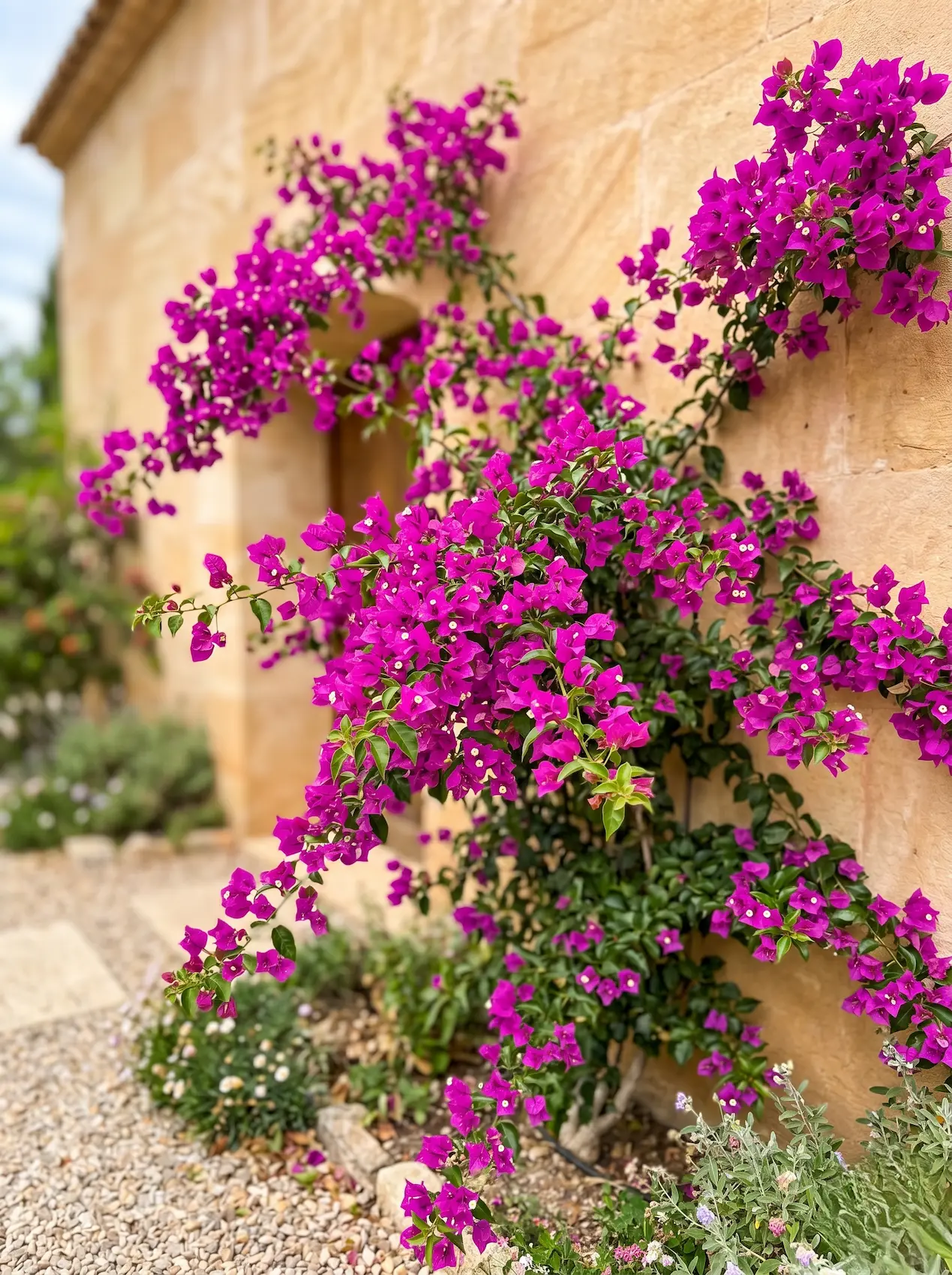 buganvilla glabra jardinesconestiloblog Buganvilla Glabra 5 Plantas Con Flores Espectaculares Que Sobreviven Al Verano Mediterráneo