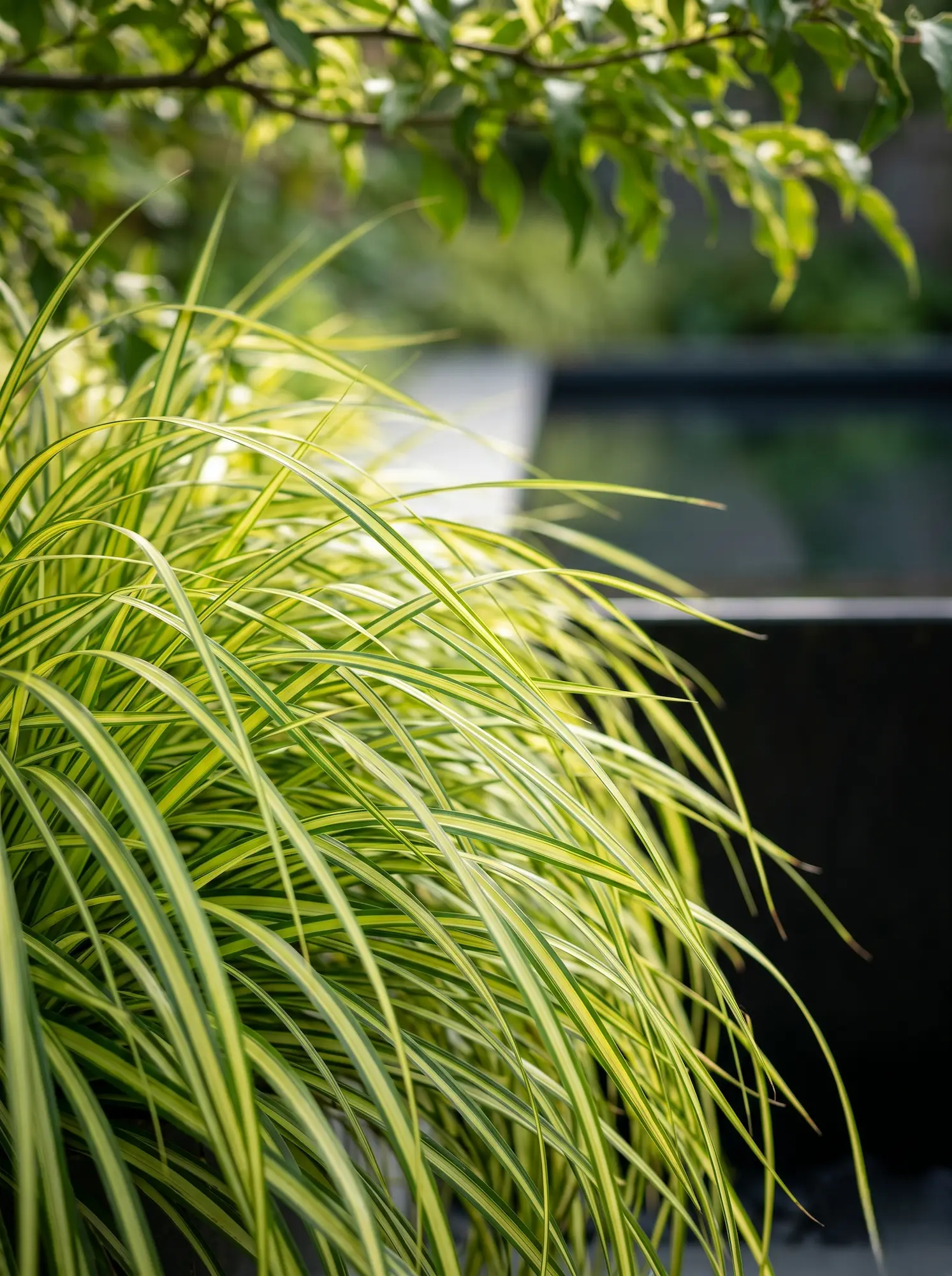 carex evergold jardinesconestiloblog Carex Evergold Guía De Combinaciones Botánicas Ii Dualidad Y Contraste En Zonas De Sombra'Everoro' junto a una lámina de agua oscura.