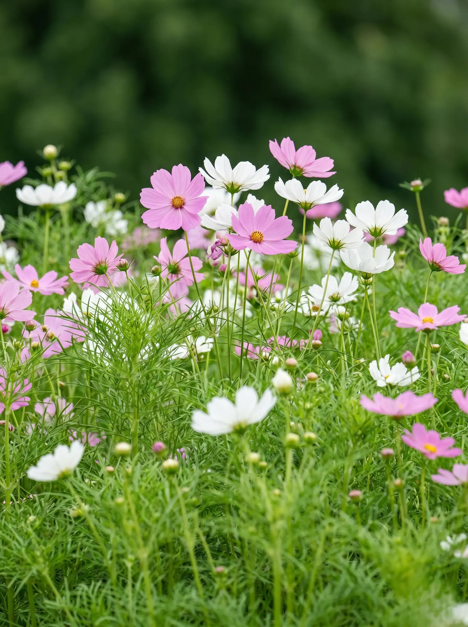 Cosmos Del Jardín Al Jarrón 10 Plantas Imprescindibles Para Llenar Tu Casa De Flores