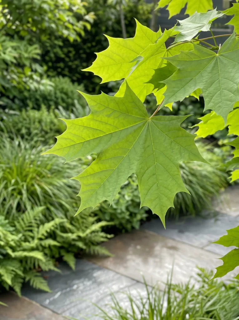 detalle hoja Acer platanoides | jardinesconestiloblog Detalle Hoja Acer Platanoides Arces Ibéricos Color Otoñal Y Estructura En El Jardín Contemporáneo