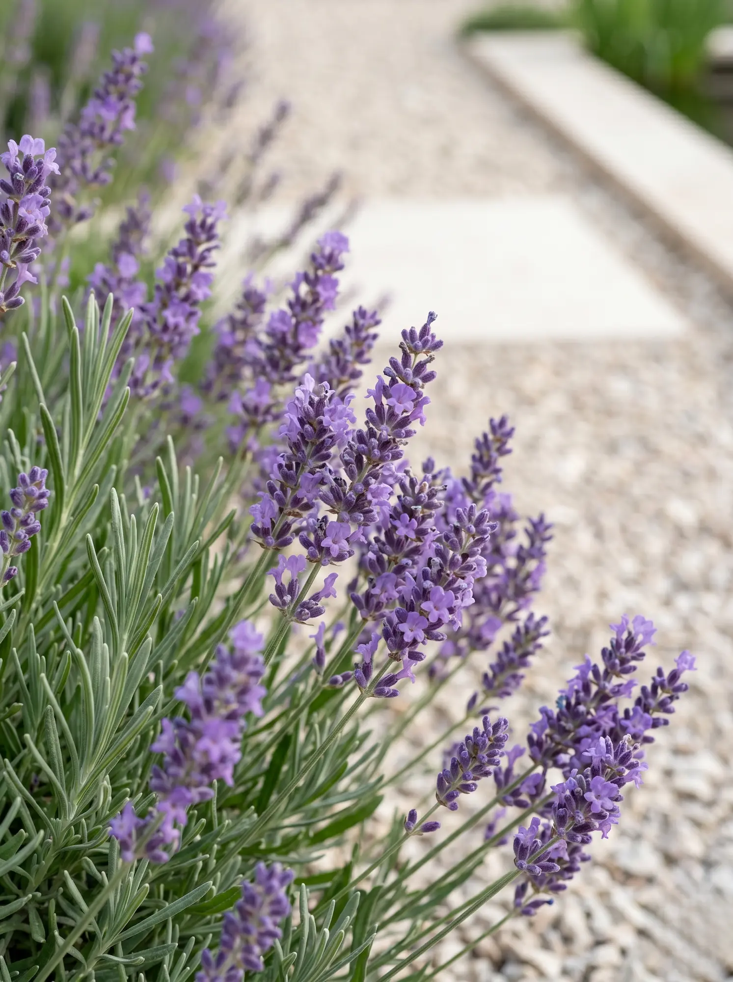 detalle lavanda toscano jardinesconestiloblog Detalle Lavanda Toscano Reinterpretación Moderna Del Paisajismo Toscano Líneas Purificadas Y Materia Noble