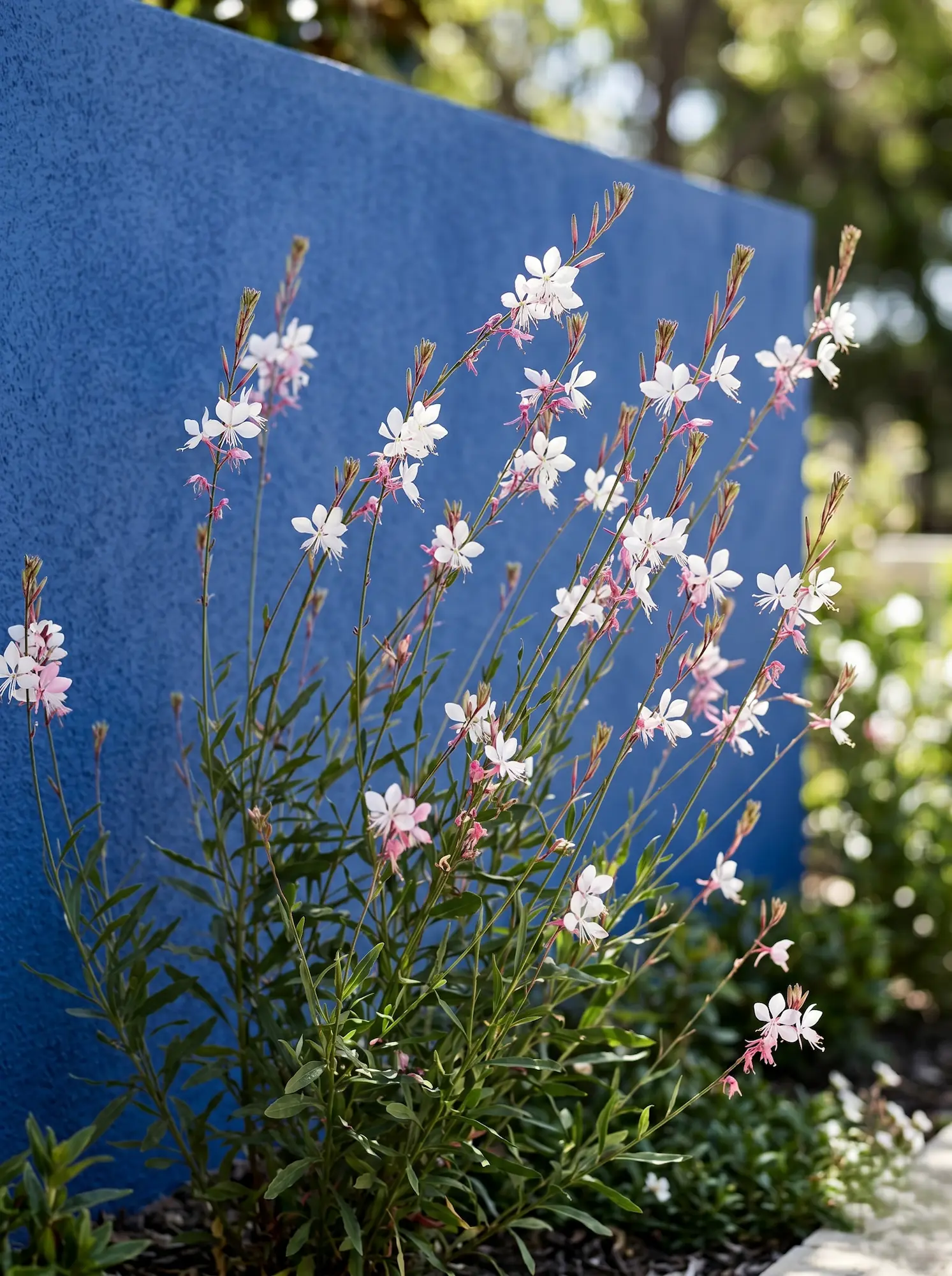 gaura detalle fondo azul jardinesconestiloblog Gaura Detalle Fondo Azul 5 Plantas Con Flores Espectaculares Que Sobreviven Al Verano Mediterráneo