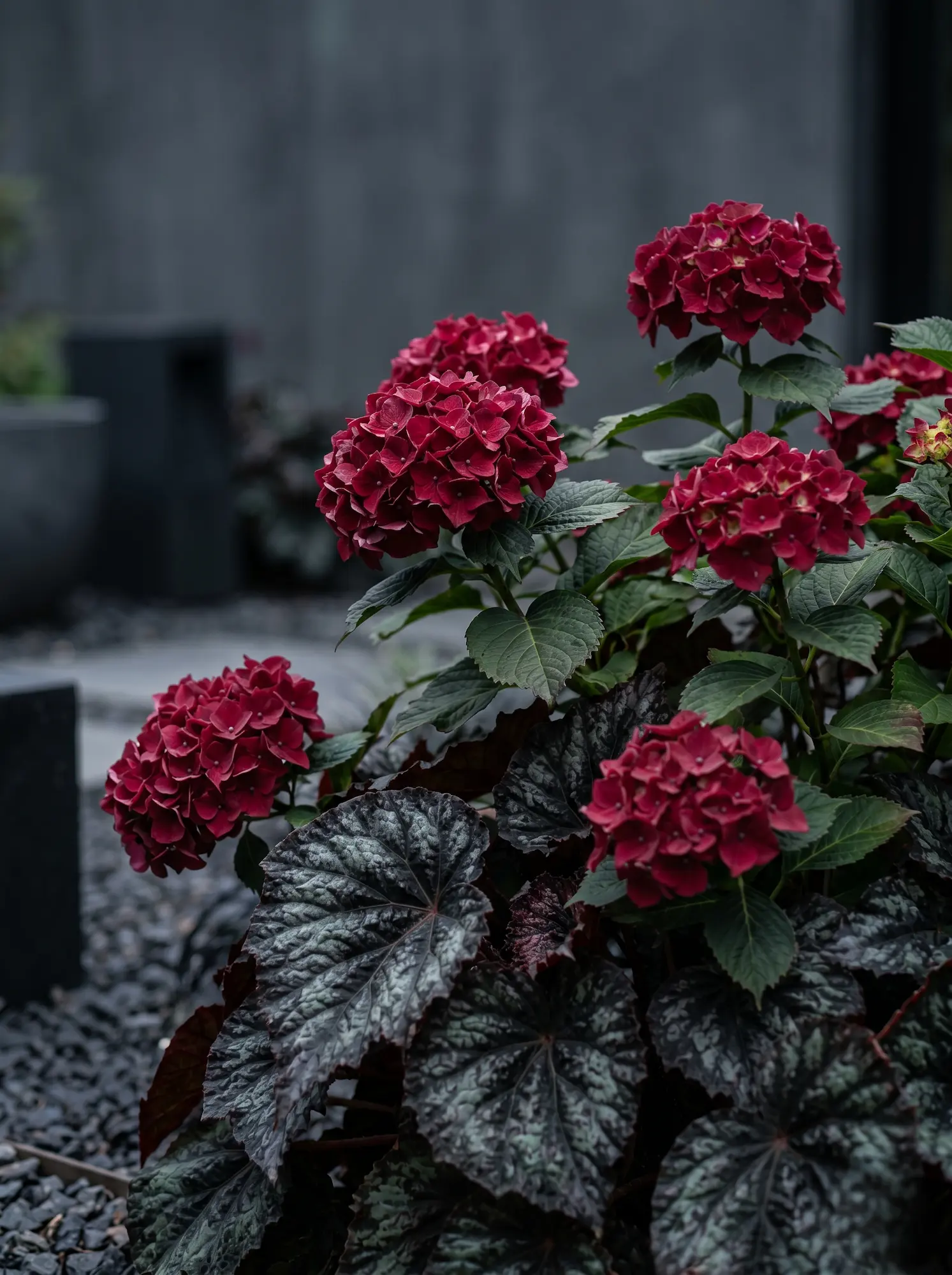 hortensia centenial red jardinesconestiloblog Hortensia Centenial Red Guía De Combinaciones Botánicas Ii Dualidad Y Contraste En Zonas De Sombra