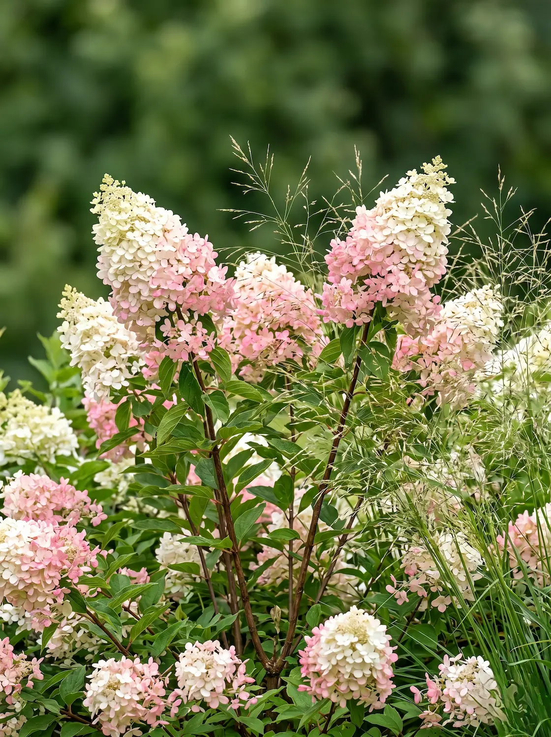 Hydrangea Paniculata Del Jardín Al Jarrón 10 Plantas Imprescindibles Para Llenar Tu Casa De Flores