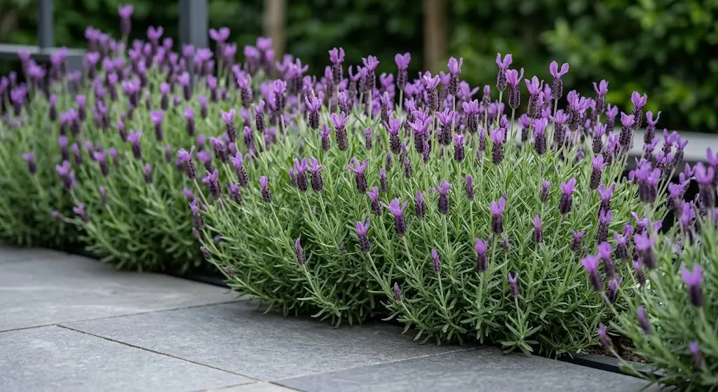 landaula stoechas | jardinesconestiloblog Landaula Stoechas 10 Variedades De Lavanda Para El Diseño De Jardines Y Terrazas