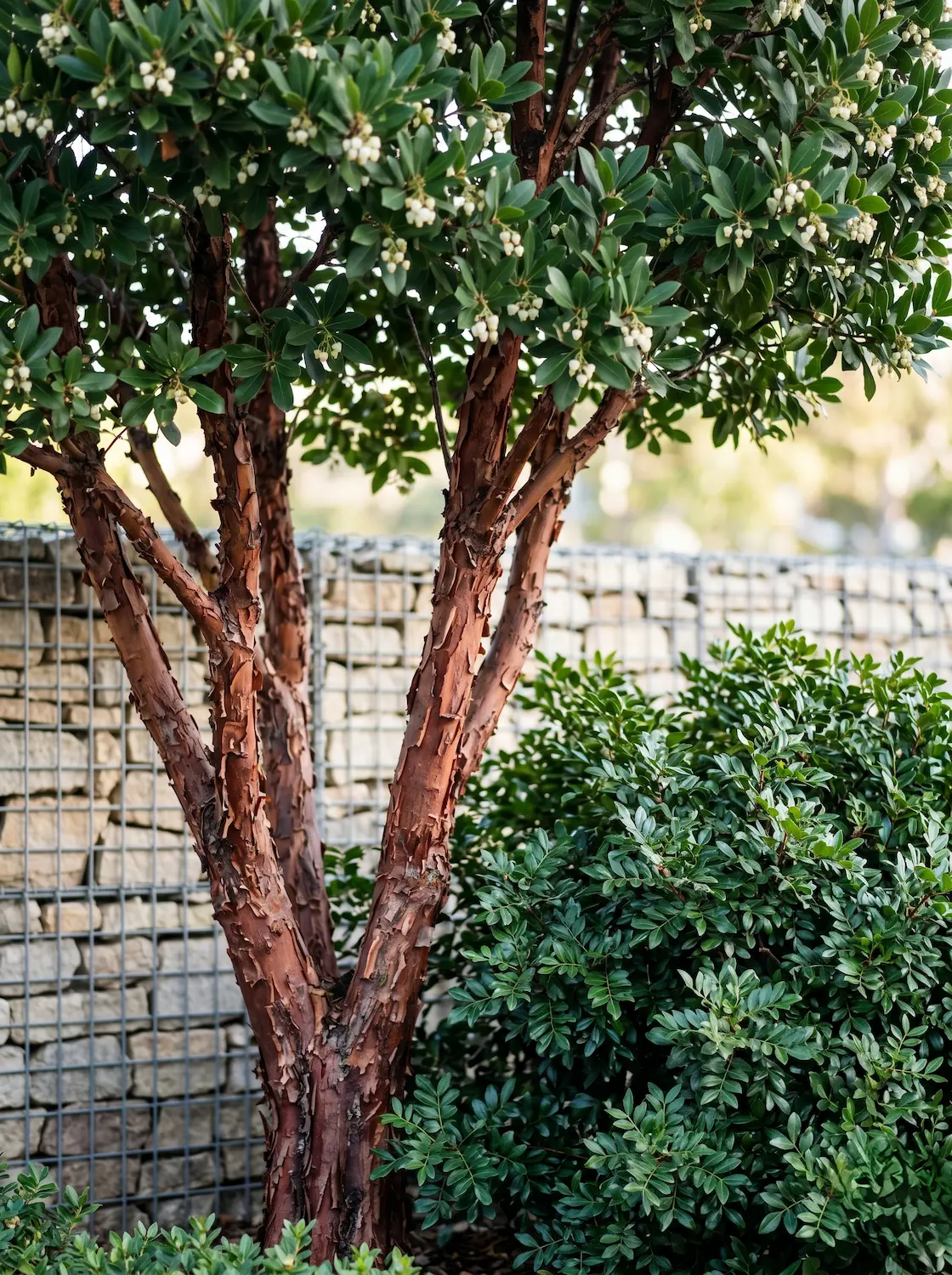 madroño y lentisco jardinesconestiloblog Madroño Y Lentisco De 5°c a 35°c Las 10 Especies Arbustivas Más Resistentes Para Climas De Extremos