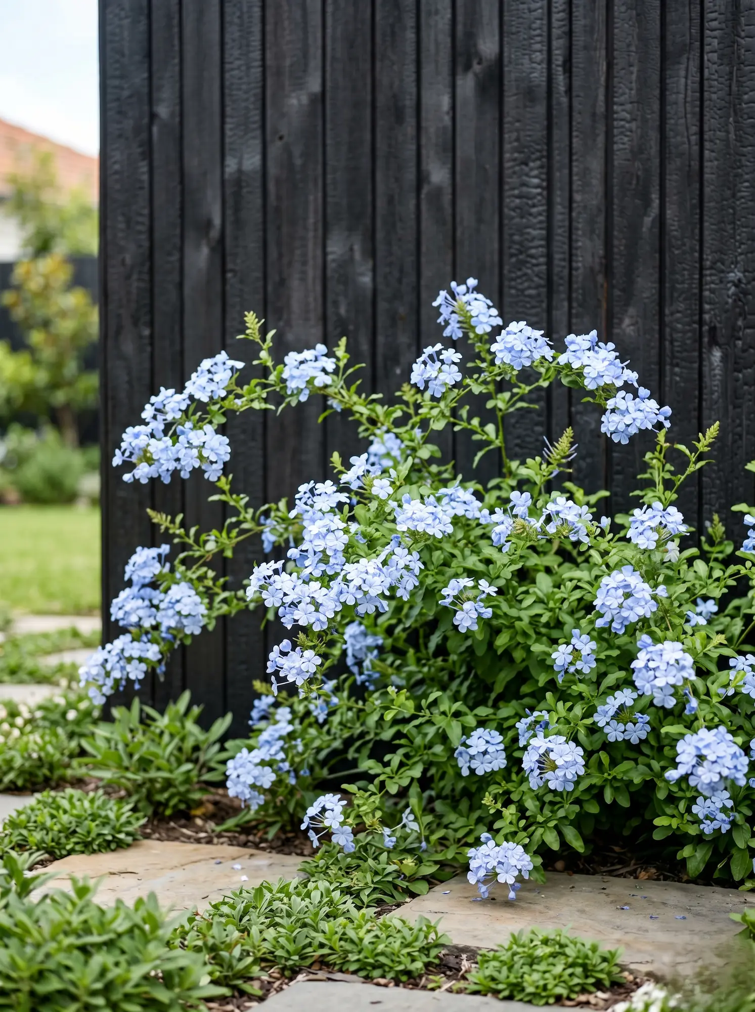 plumbago sobre madera oscura jardinesconestiloblog Plumbago Sobre Madera Oscura 5 Plantas Con Flores Espectaculares Que Sobreviven Al Verano Mediterráneo