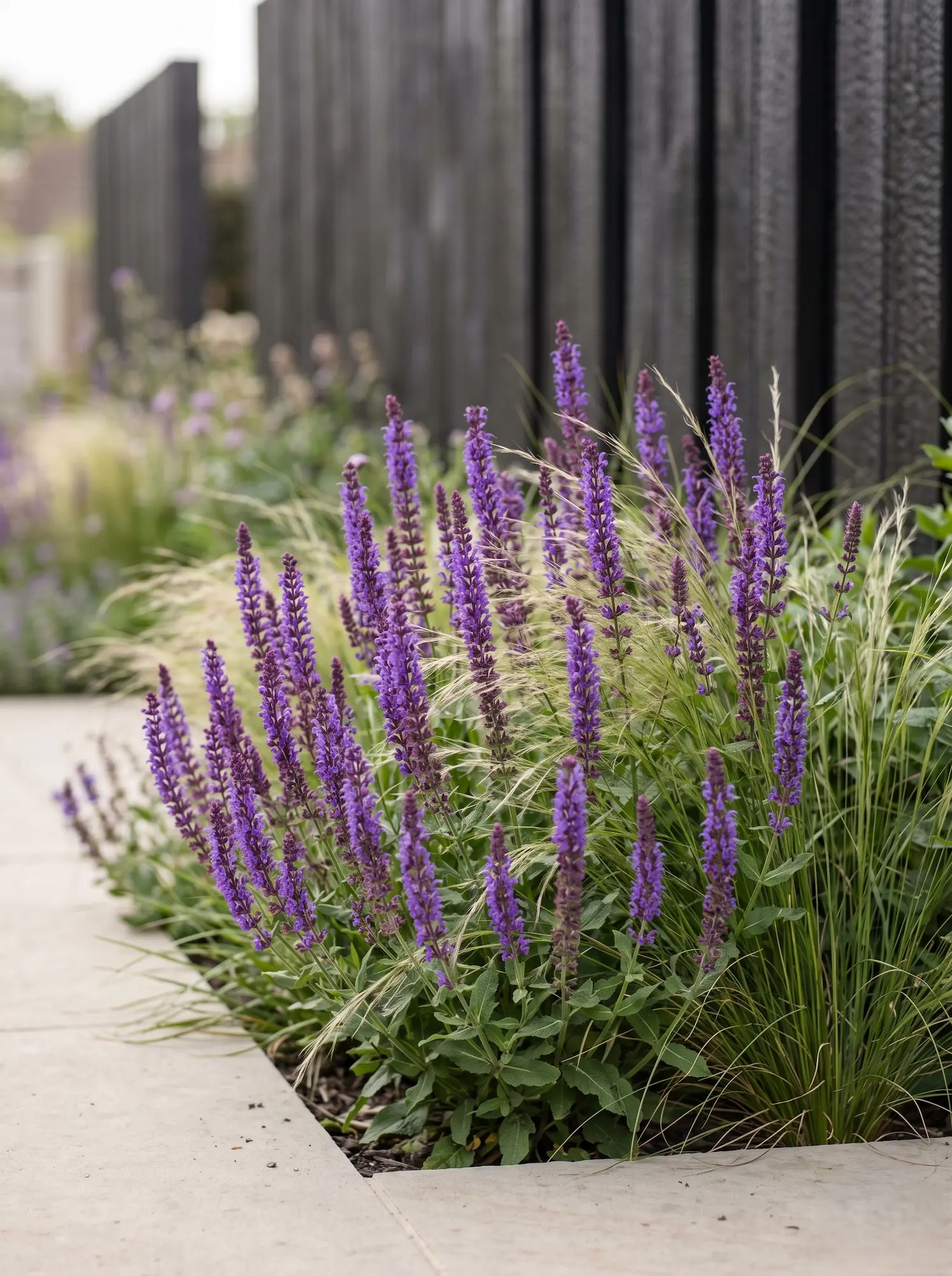 Salvia Nemorosa Y Stipa La Biodiversidad Estructural Refugios Nectaríferos En El Diseño Exterior